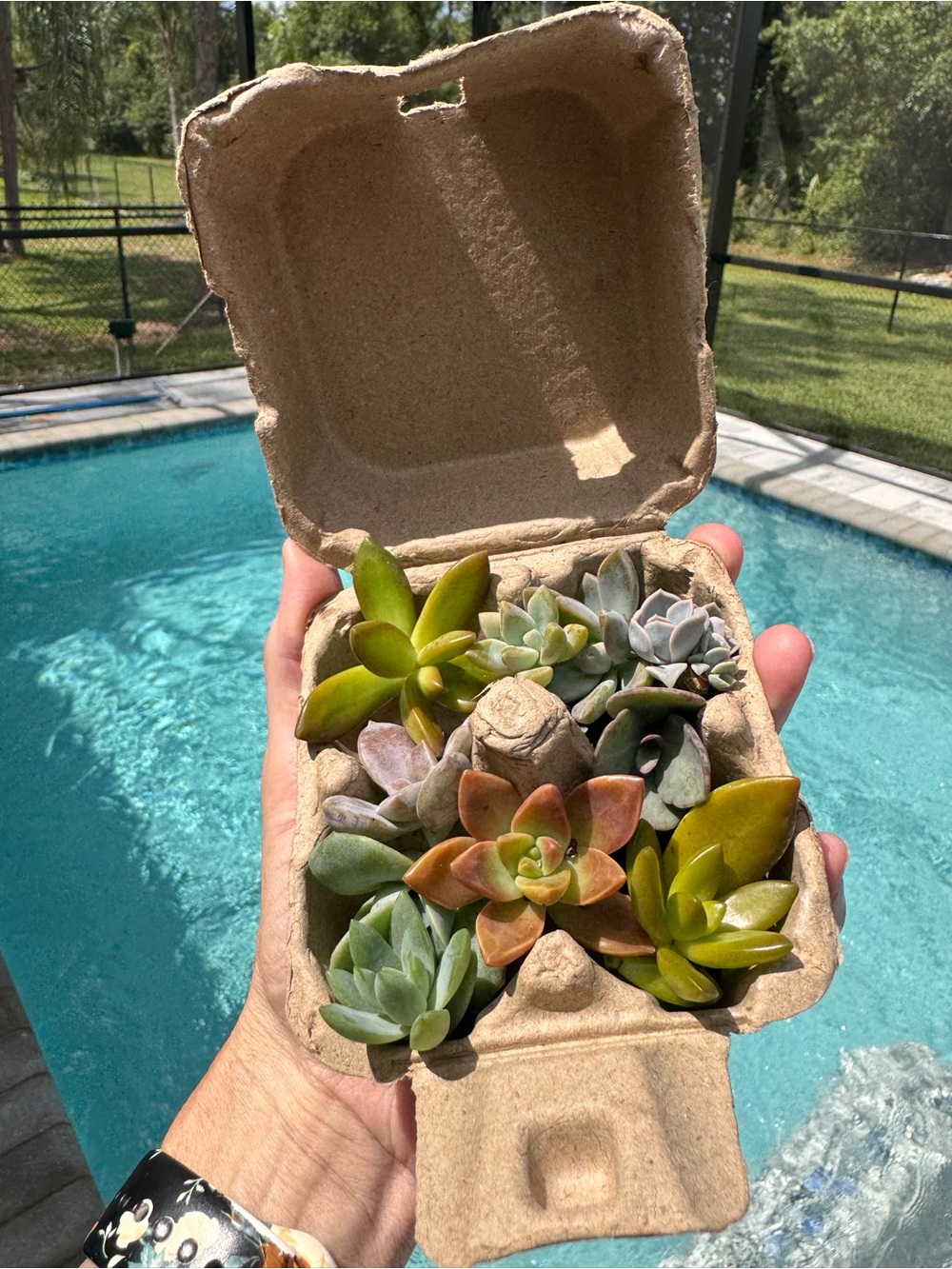 Small Succulent Cuttings Mix